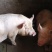 肉猪土白，长白，陆川猪，土猪，肥肥猪，有现成肉猪售卖