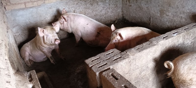 肉猪土白，长白，陆川猪，土猪，肥肥猪，有现成肉猪售卖