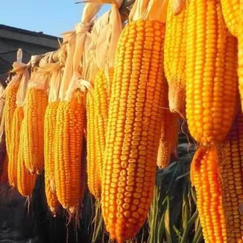 大田种植国审金单98杂交饲料玉米种子抗倒抗病高产大棒红轴