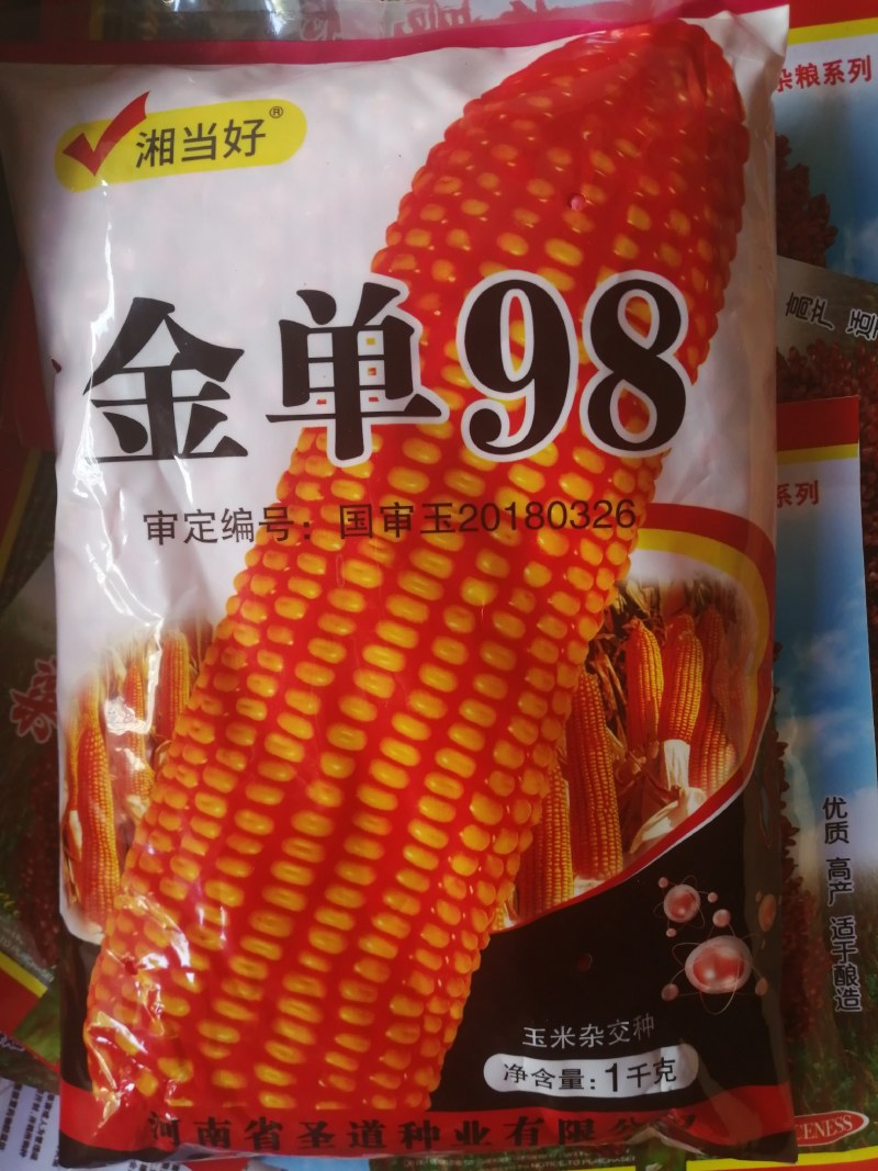 大田种植国审金单98杂交饲料玉米种子抗倒抗病高产大棒红轴