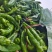 薄皮辣椒安徽砀山薄皮椒规格齐全代收代发全国