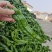 薄皮辣椒安徽砀山薄皮椒规格齐全代收代发全国