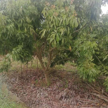 荔枝树