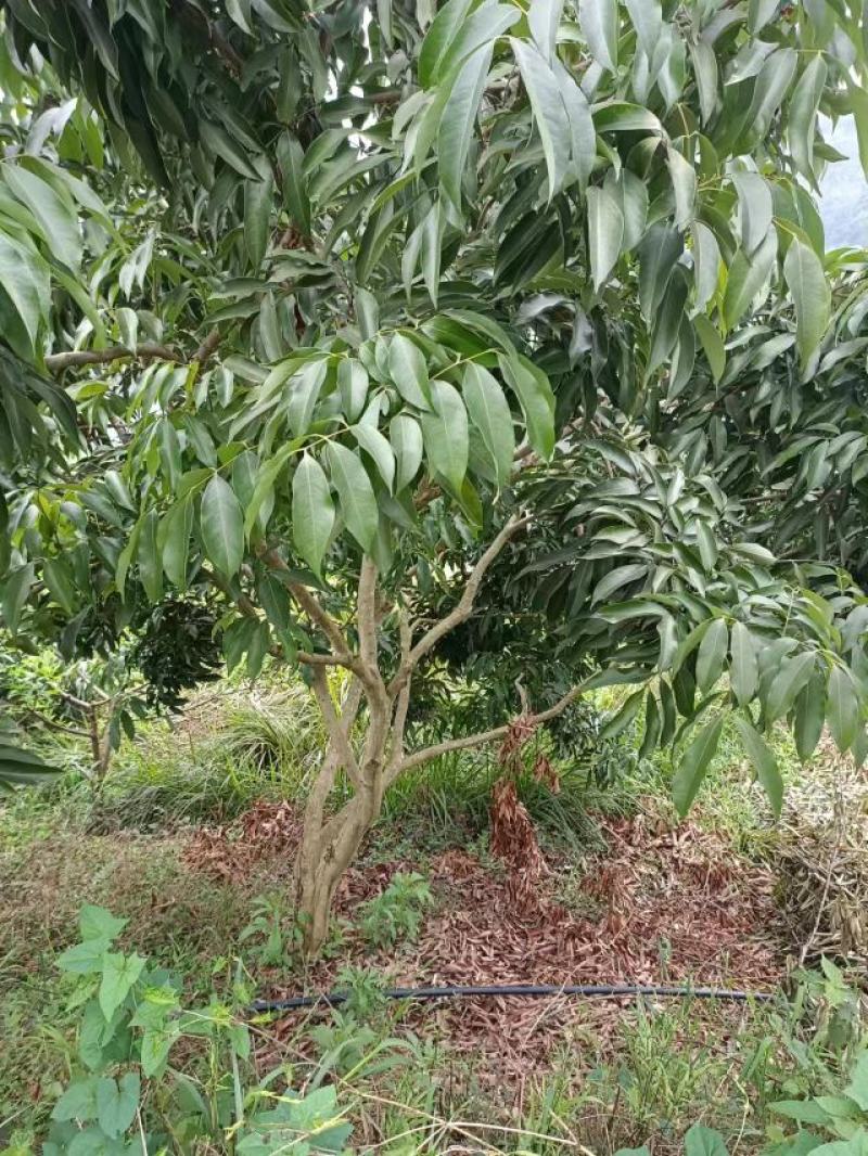 荔枝树