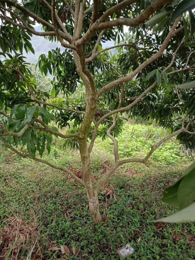荔枝树
