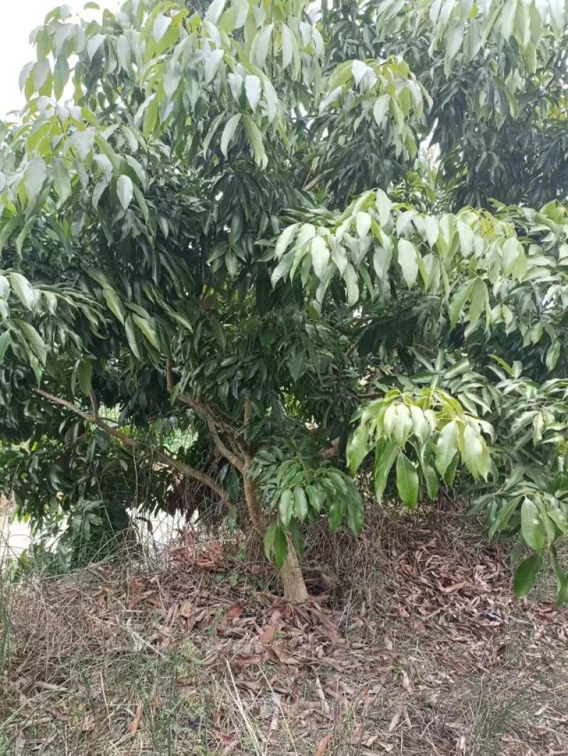 荔枝树