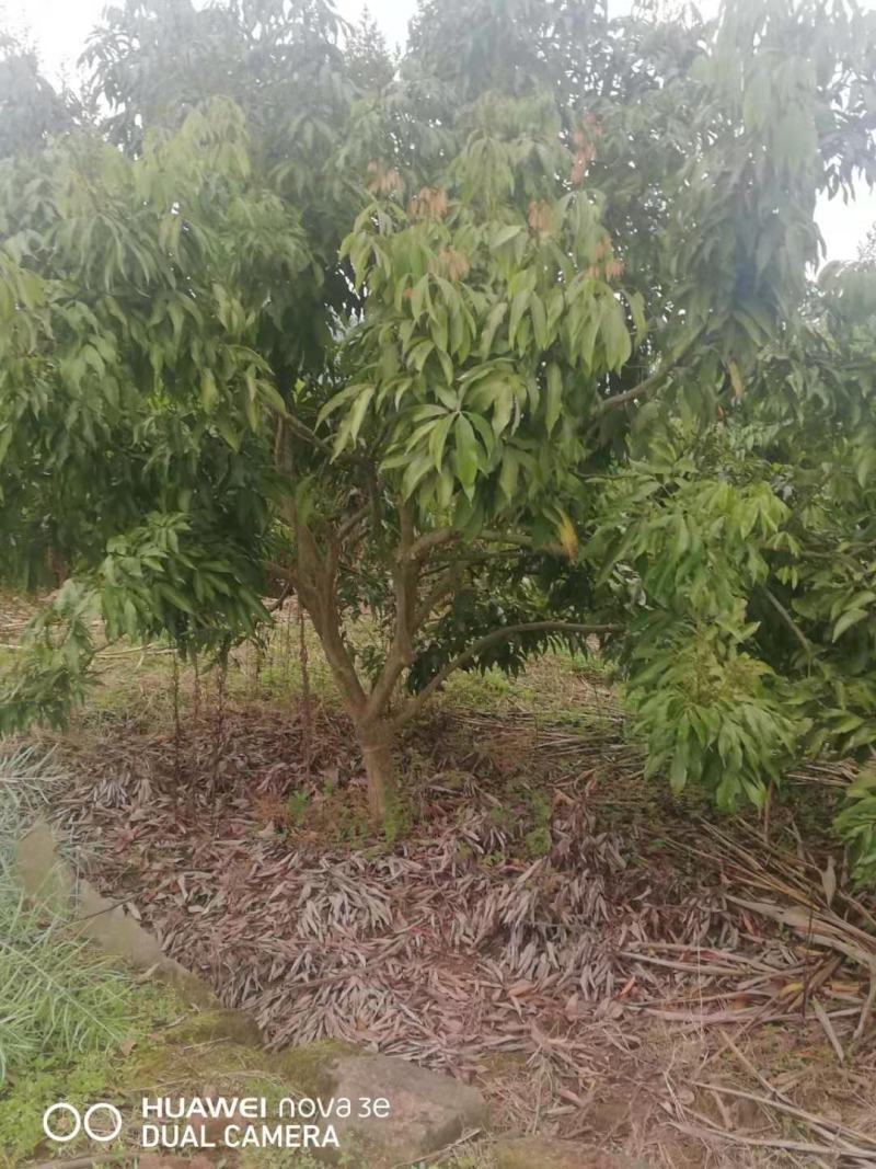 荔枝树