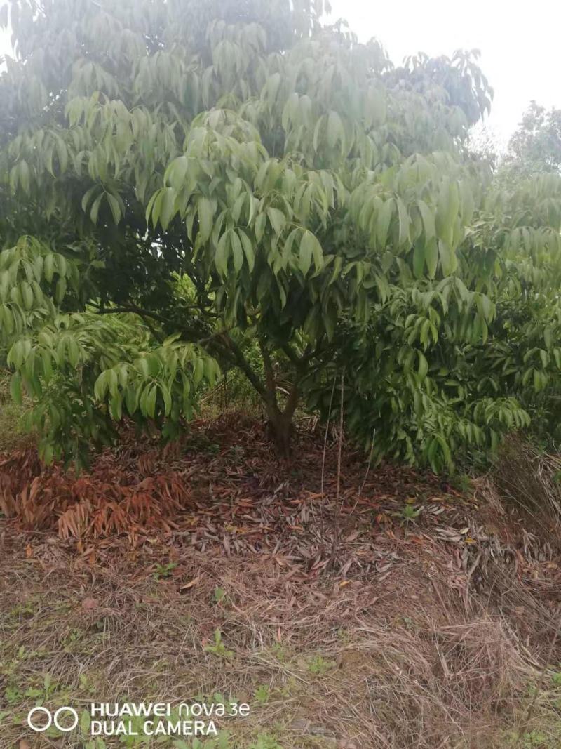 荔枝树