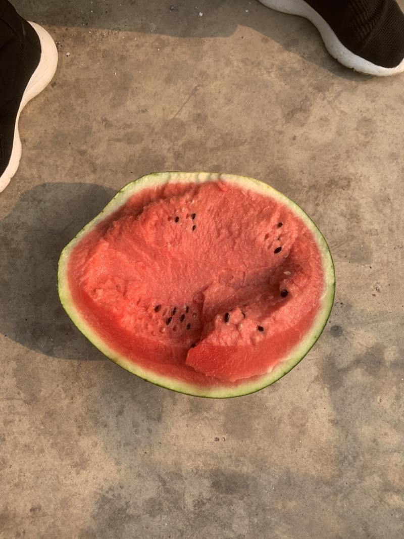 老挝精品甜王