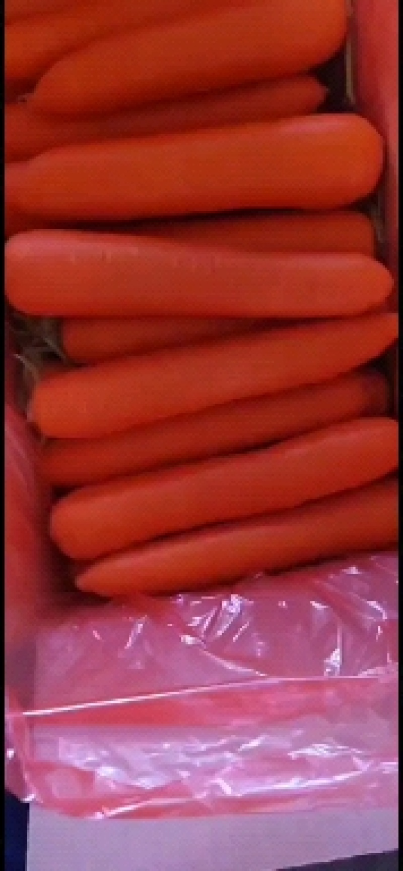 河南新三红红萝卜大量上市电商，市场，超市，供应各种包装，