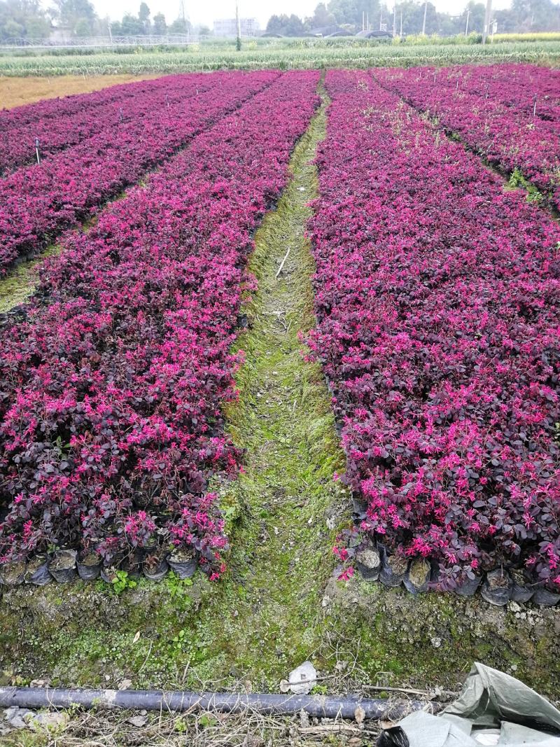 红继木小杯基地批发，红花继木小杯基地，量大自产自销