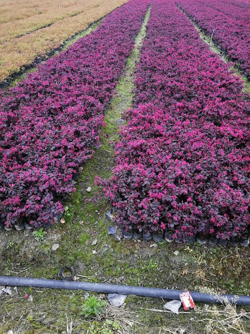 红继木小杯基地批发，红花继木小杯基地，量大自产自销