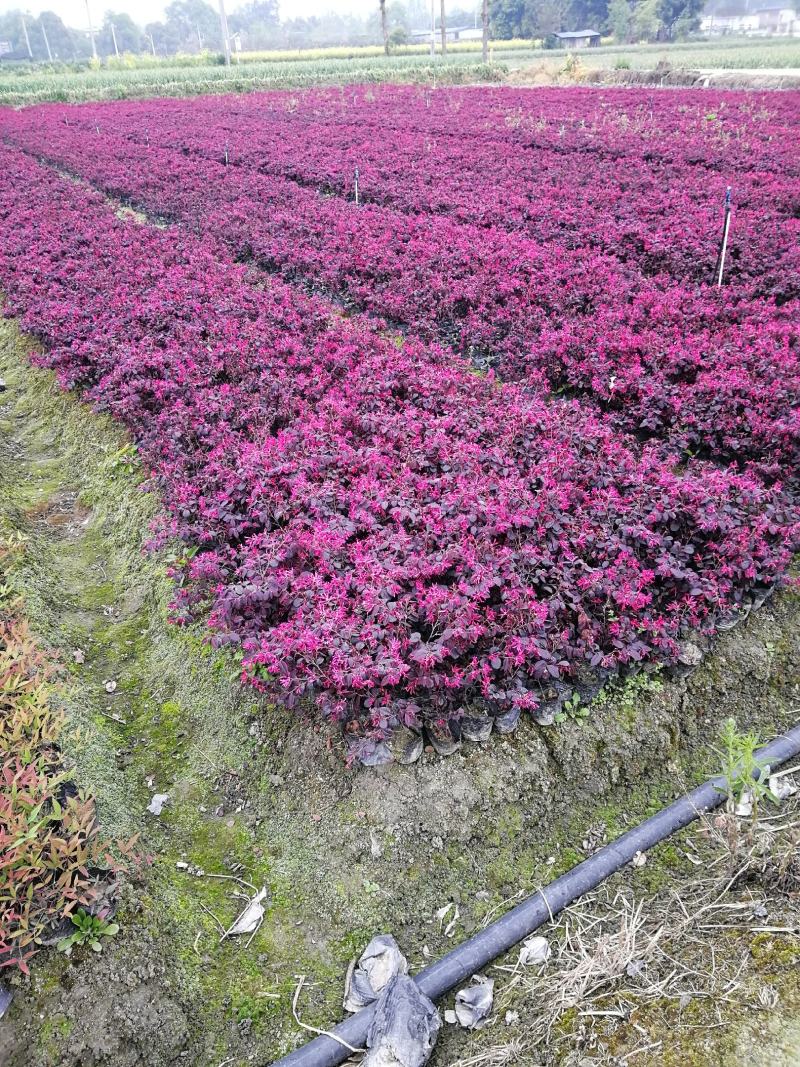 红继木小杯基地批发，红花继木小杯基地，量大自产自销