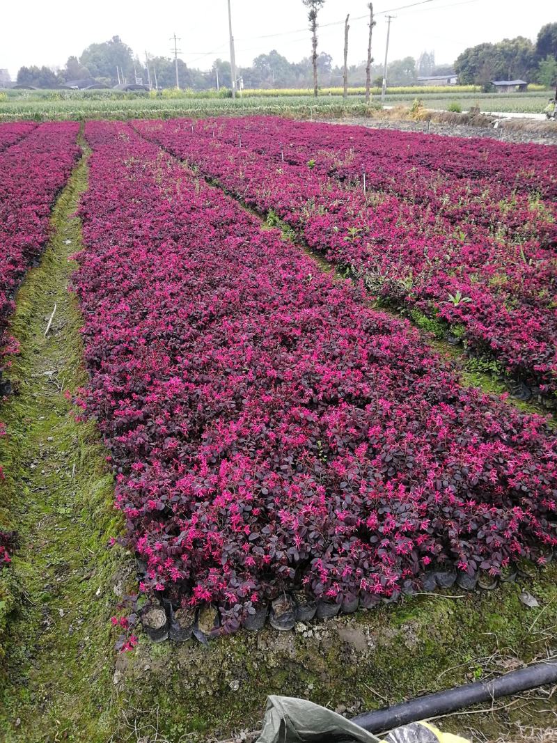 红继木小杯基地批发，红花继木小杯基地，量大自产自销