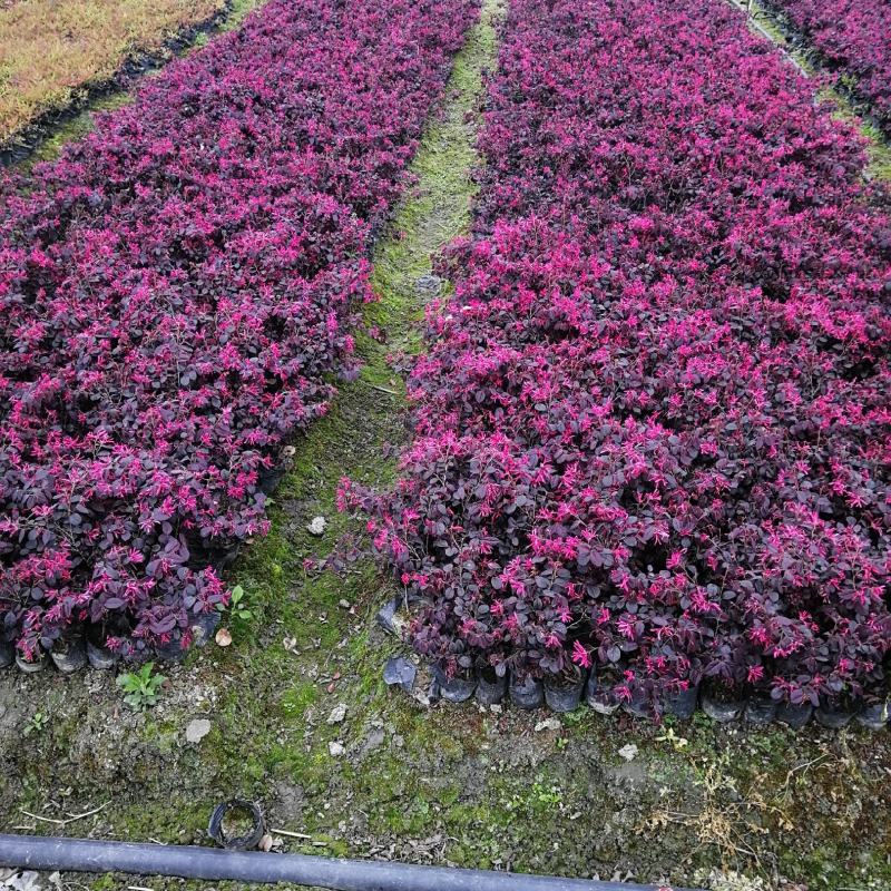红继木小杯基地批发，红花继木小杯基地，量大自产自销