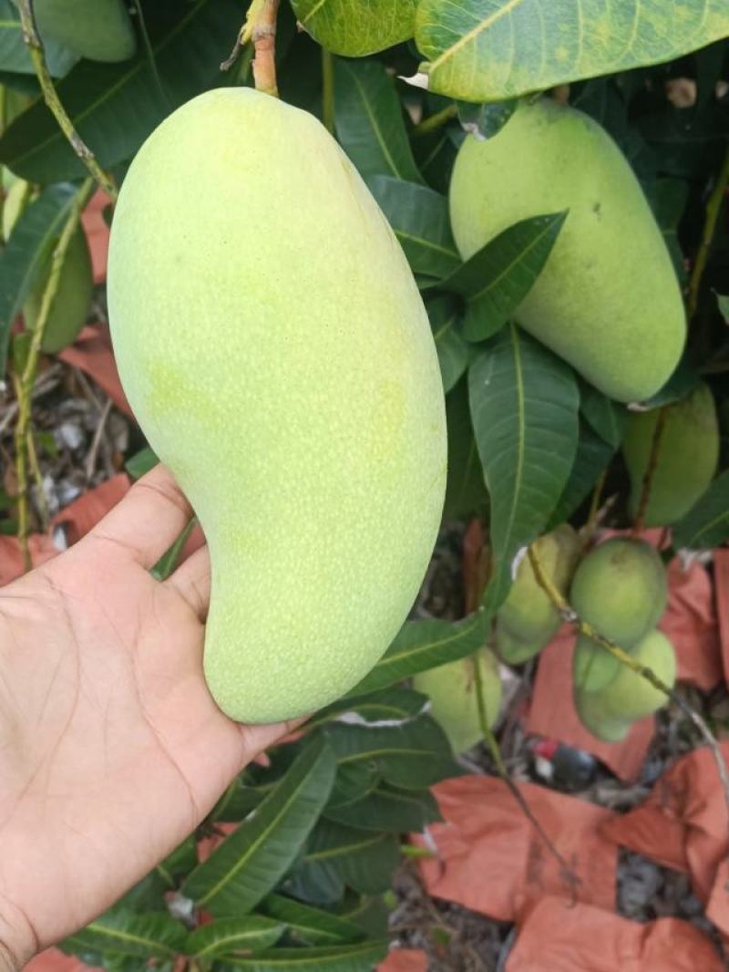 正宗海南金煌芒3.2一斤，5000斤起，整车，通货