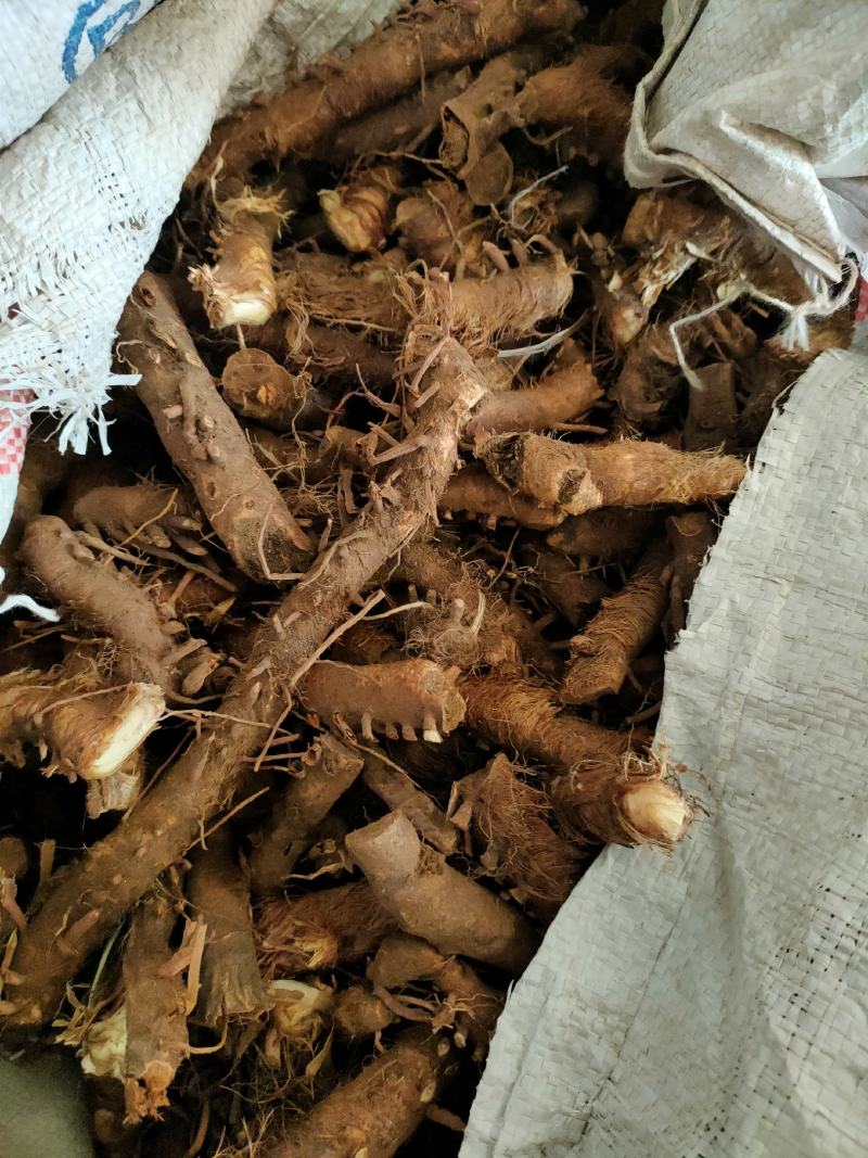 山西大个野生知母