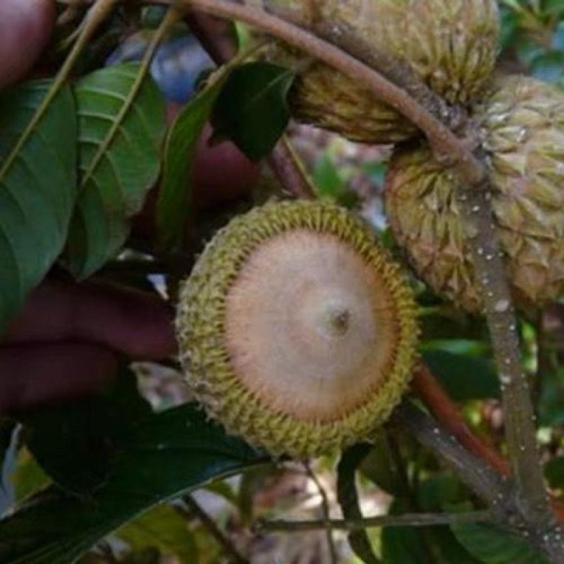 风流果树苗文玩双肾子树苗阴阳果树苗强肾嫁接风流果苗肾宝果