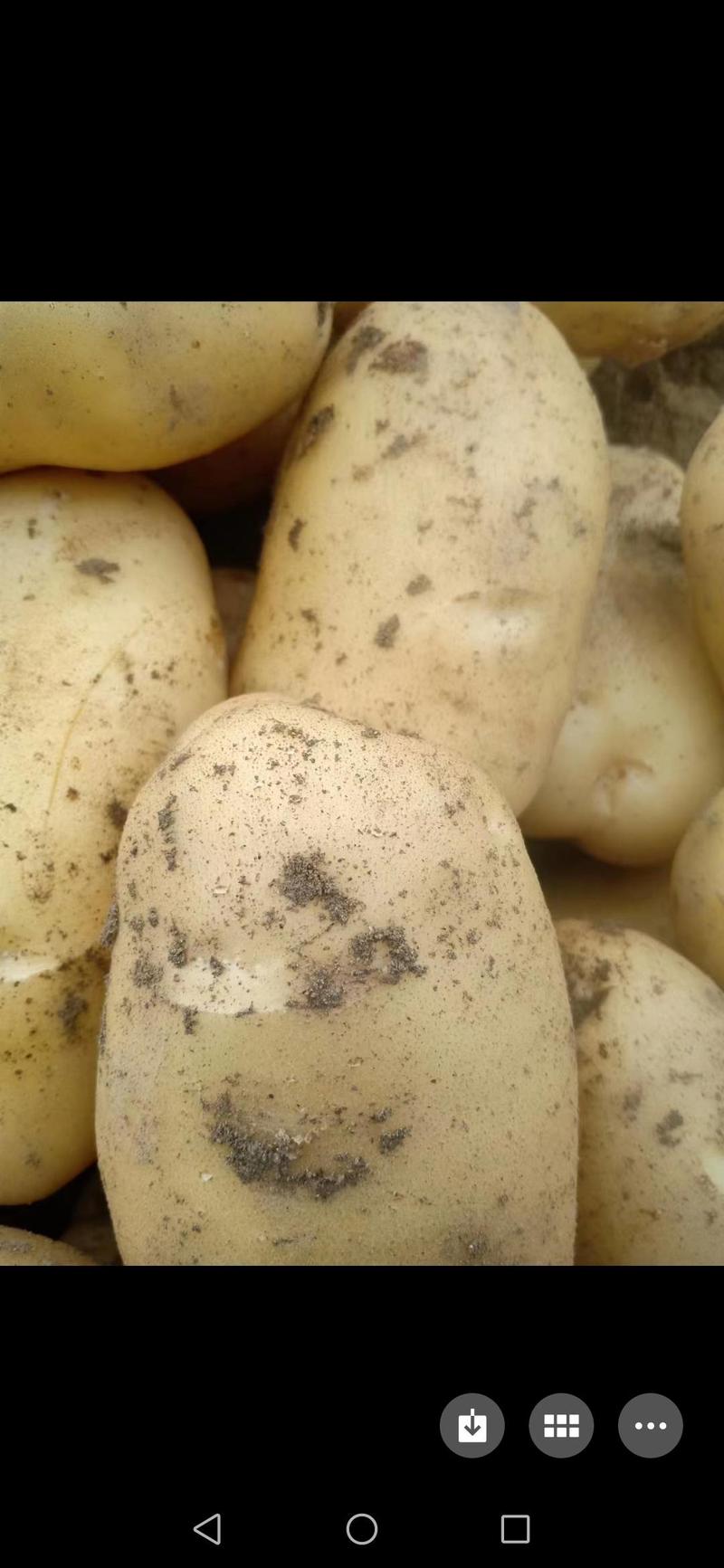 汉中土豆，3两起大量上市，全国发货欢迎来电洽谈