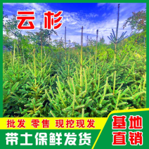 天水云杉【9年苗木】1m2m3m景观树绿植树风景树