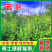 天水云杉【9年苗木】1m2m3m景观树绿植树风景树