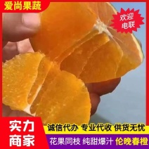 花果同枝伦晚春橙产地大量销售中，纯甜，爆汁橙，入口化渣。