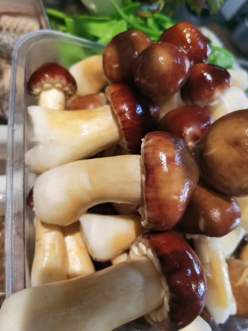 半野生赤松茸