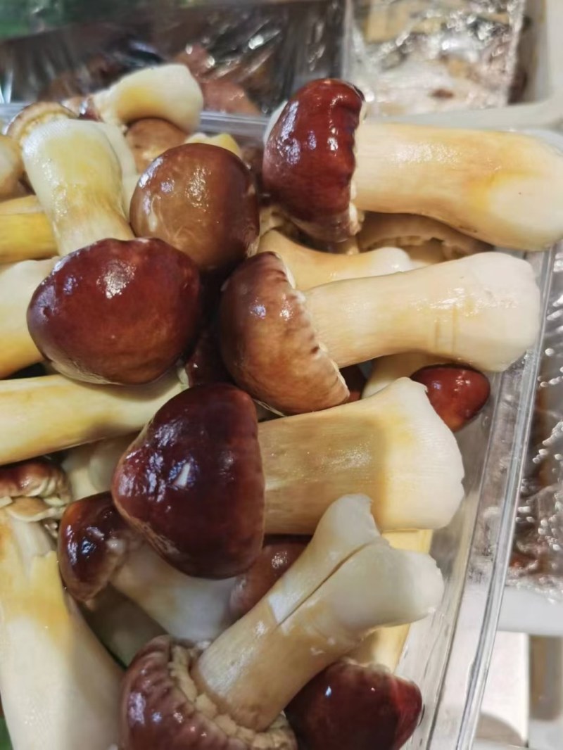 半野生赤松茸