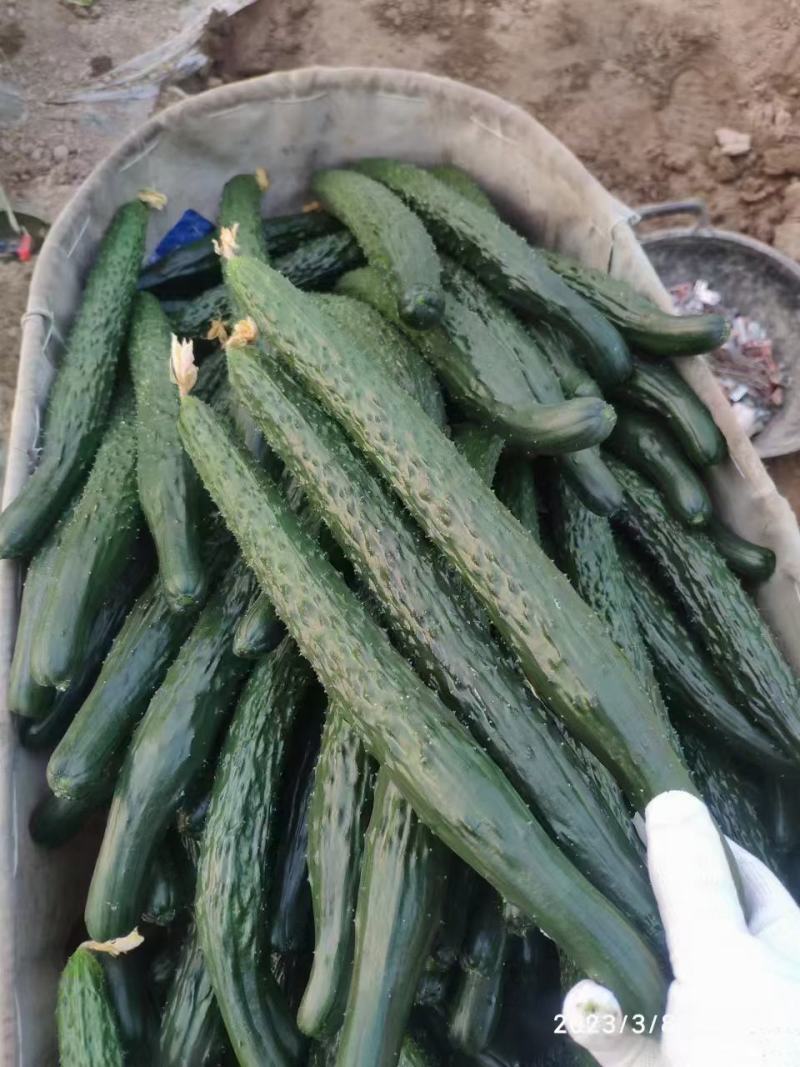黄瓜，密刺黄瓜，大量上市，货源充足，代发全国