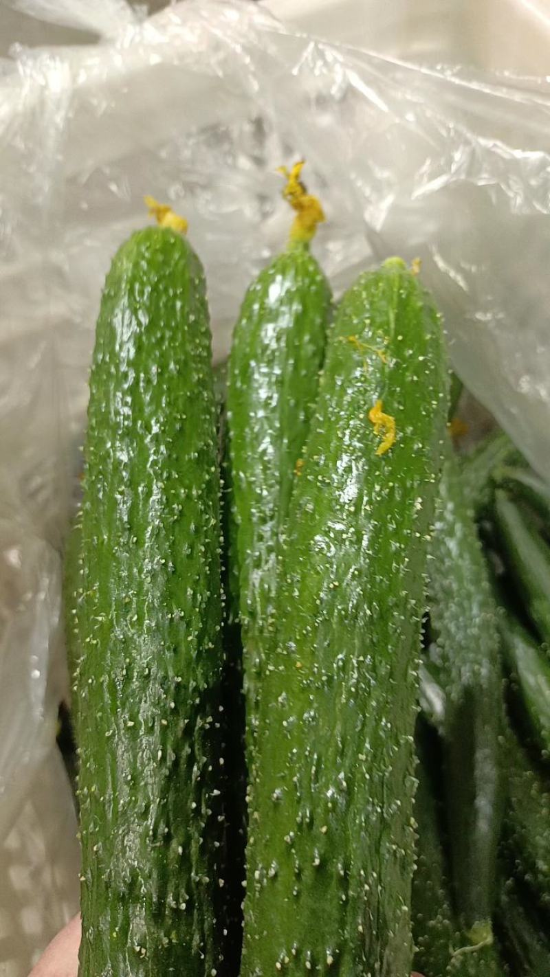 黄瓜，密刺黄瓜，大量上市，货源充足，代发全国