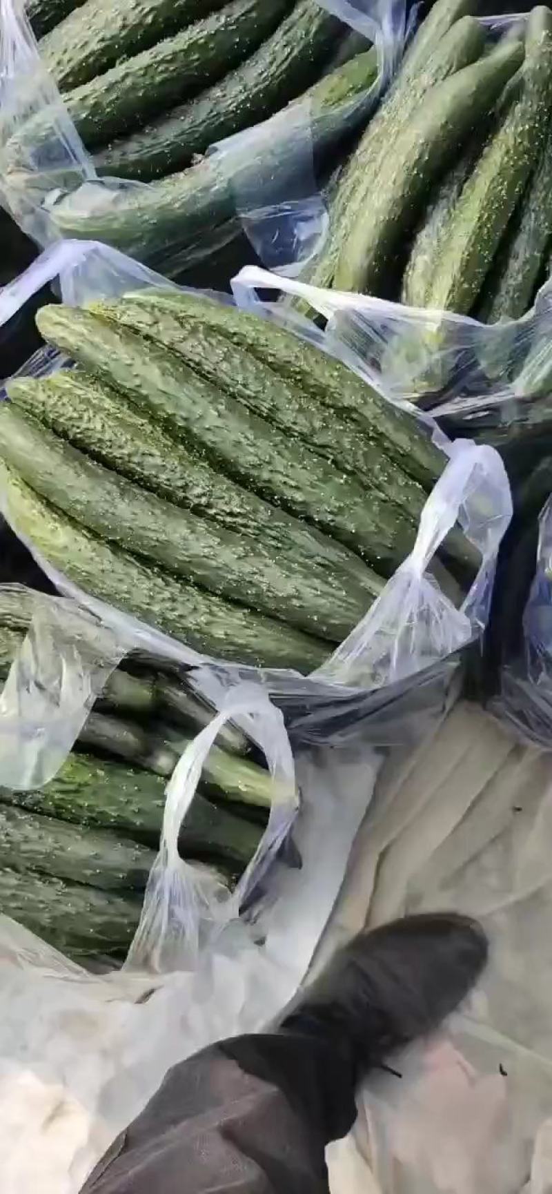 黄瓜，密刺黄瓜，大量上市，货源充足，代发全国