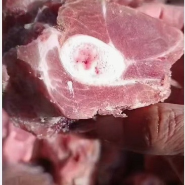 国产前腿骨