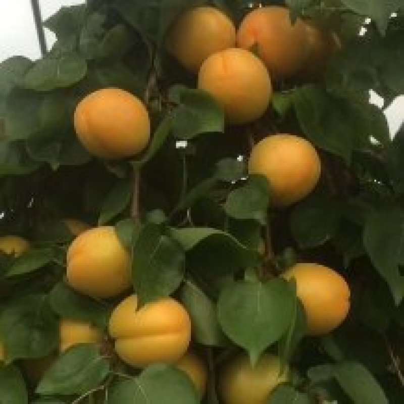 金太阳杏
