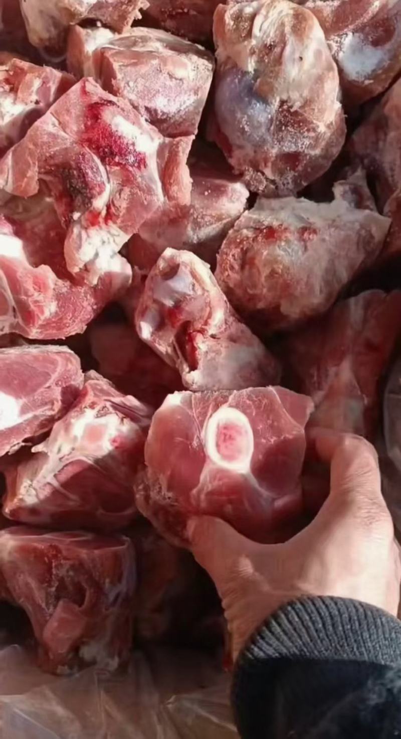 国产前腿骨