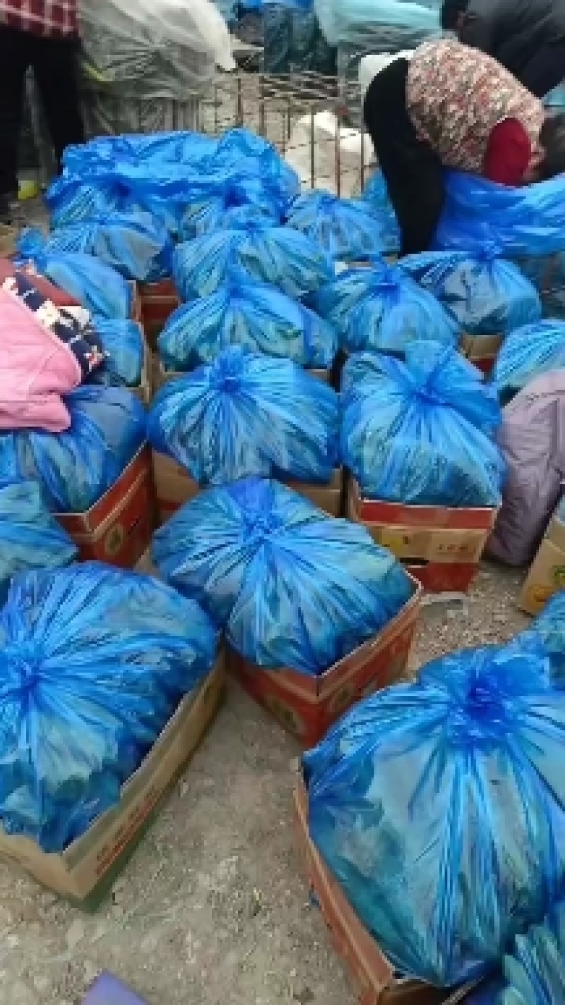 黄瓜，密刺黄瓜，大量上市，货源充足，代发全国