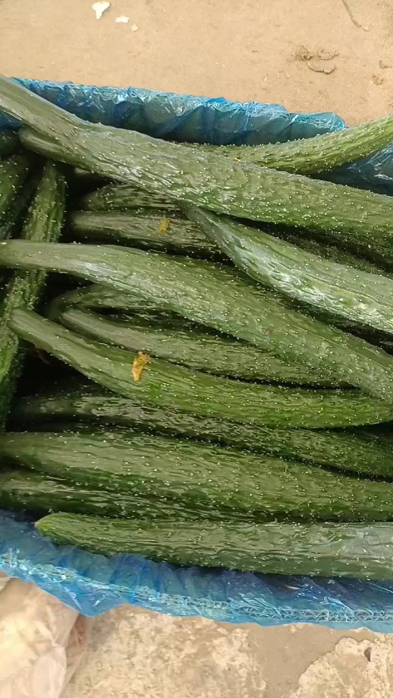 黄瓜，密刺黄瓜，大量上市，货源充足，代发全国