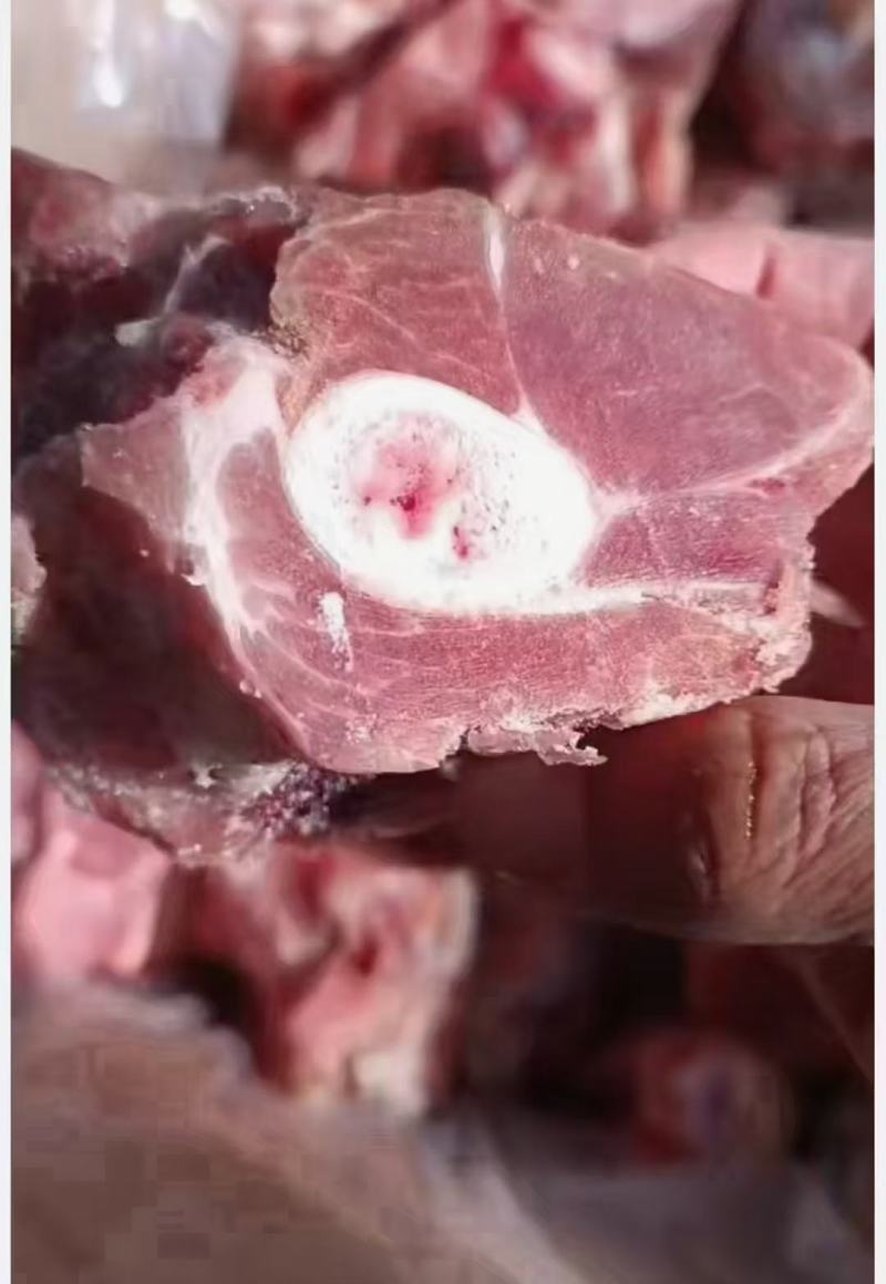 国产前腿骨