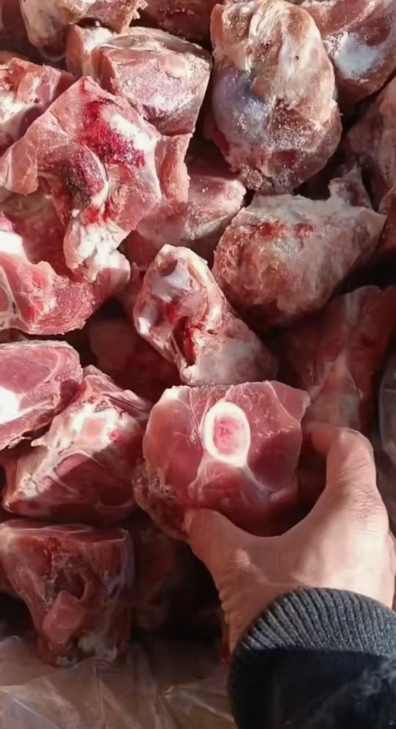 国产前腿骨