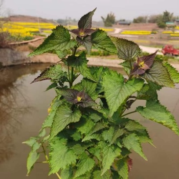 正宗广藿香种苗训化改良高产盆栽阳台植物根系多广藿香