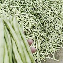 广西横县四季豆大量上市，还有各种瓜:黄瓜，青瓜，弧瓜等等