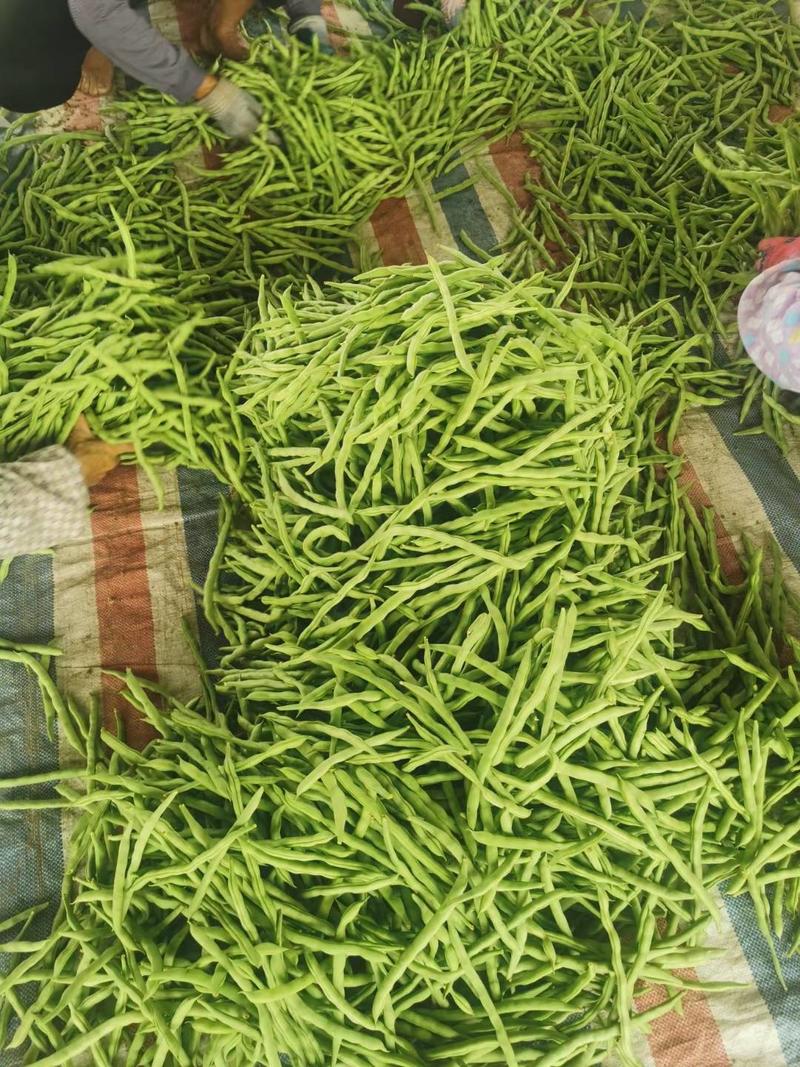 广西横县四季豆大量上市，还有各种瓜:黄瓜，青瓜，弧瓜等等