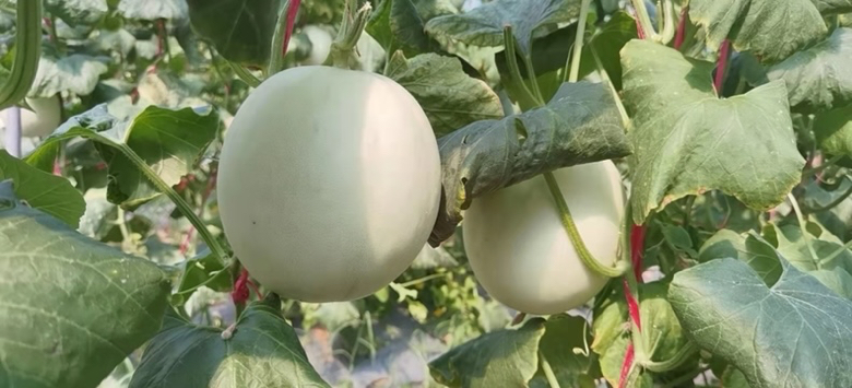 玉菇甜瓜成熟果实特写