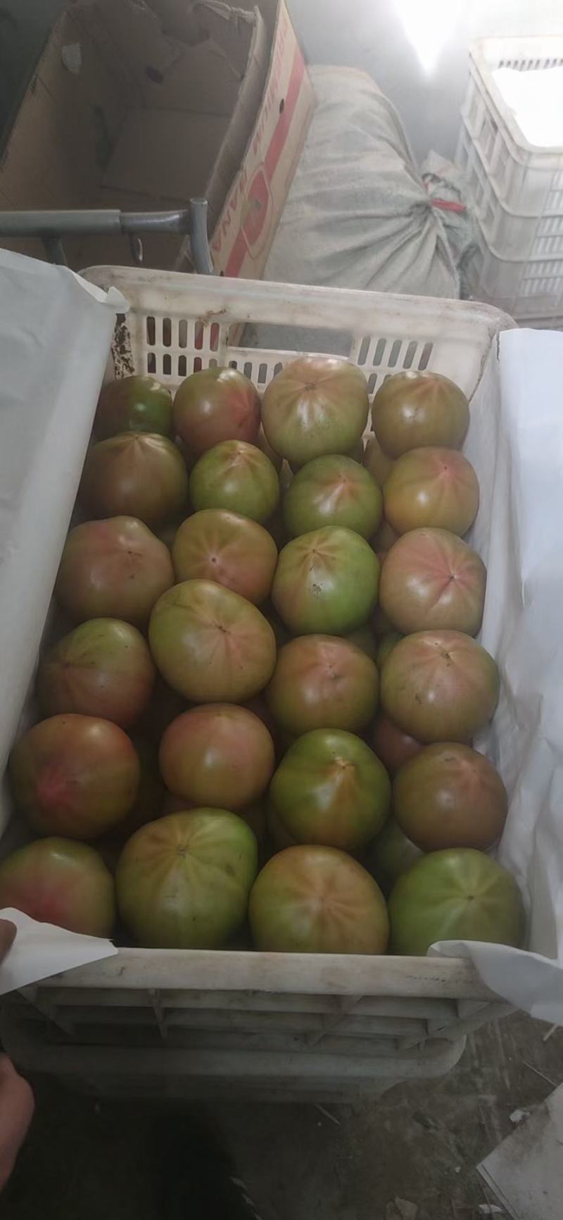昌黎县美琪西红柿，口感西红柿，大量上市！！