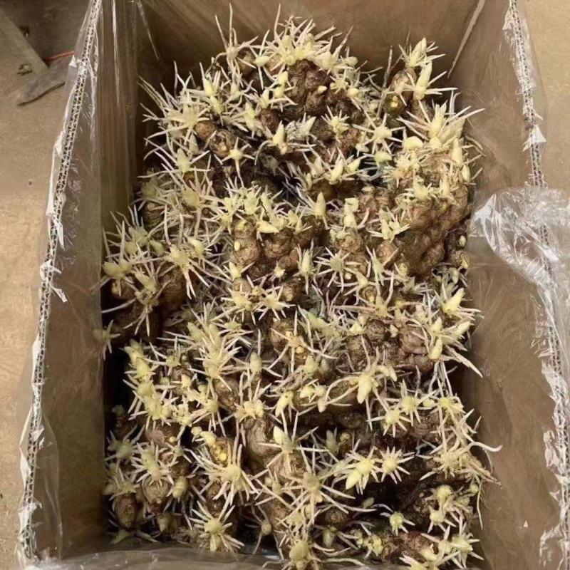 姜种催芽姜种产量高提供种植技术，支持全国发货