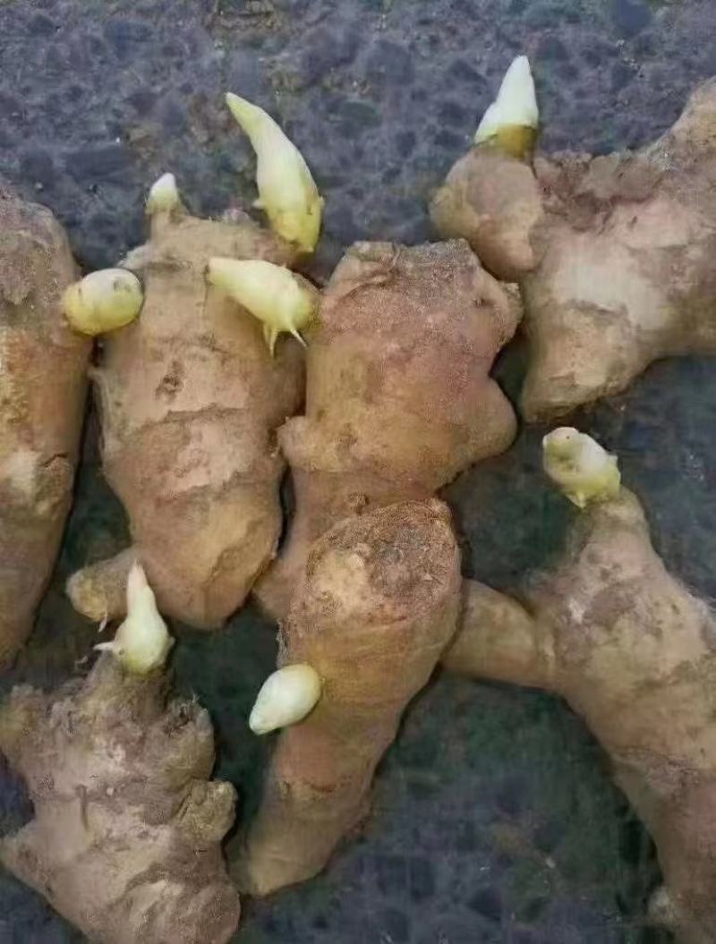 姜种催芽姜种产量高提供种植技术，支持全国发货