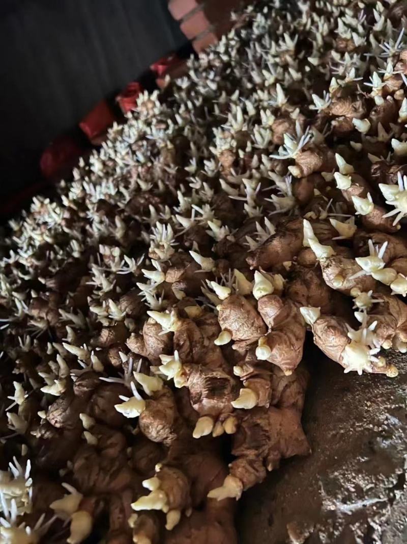 姜种催芽姜种产量高提供种植技术，支持全国发货