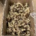 姜种催芽姜种产量高提供种植技术，支持全国发货