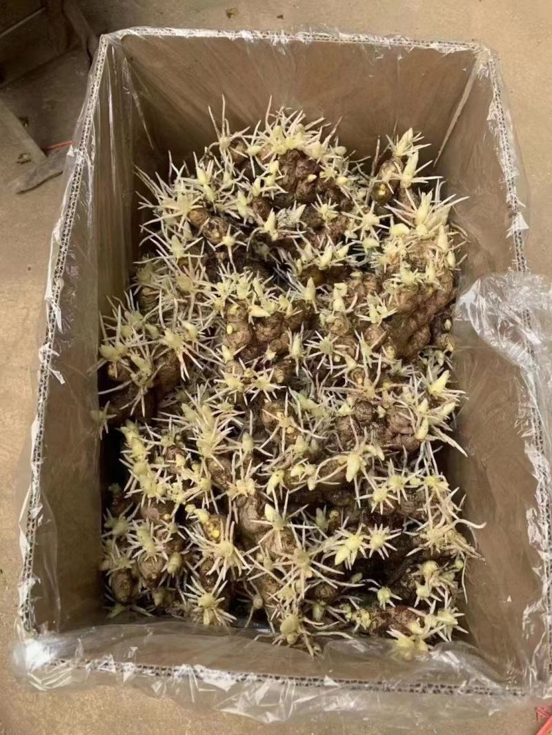 姜种催芽姜种产量高提供种植技术，支持全国发货