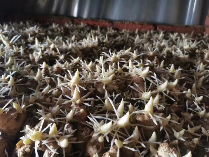 姜种催芽姜种产量高提供种植技术，支持全国发货