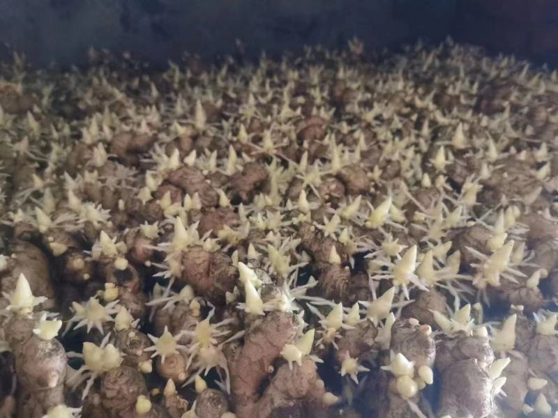 姜种催芽姜种产量高提供种植技术，支持全国发货